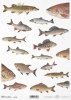 ryba, ryby, rybka, wędkarstwo, wędkowanie, łowienie, fish, fishing, Fisch, Fische, Angeln, pez, peces, pesca